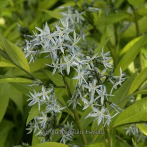 Amsonia ciliata