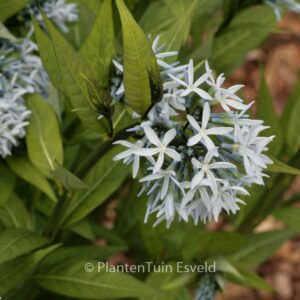 Amsonia illustris