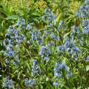 Amsonia orientalis