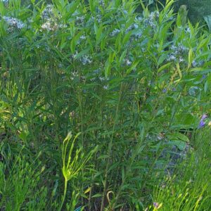 Amsonia tabernaemontana