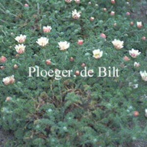 Anacyclus pyranthrum depressus