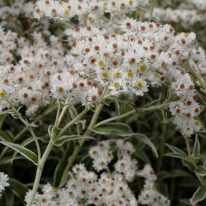 Anaphalis margaritacea var. yedoensis