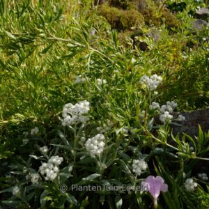 Anaphalis triplinervis