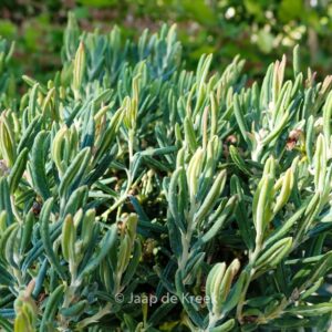 Andromeda polifolia 'Blue Ice'