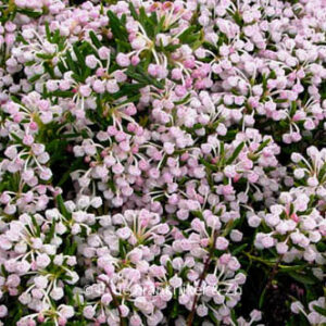 Andromeda polifolia 'Compacta'