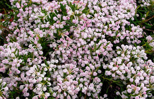 Andromeda polifolia 'Compacta'