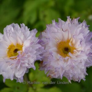 Anemone 'FP007' (FRILLY KNICKERS)