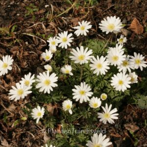 Anemone blanda 'White Splendour'