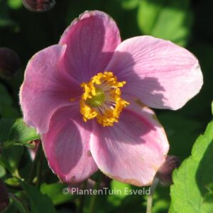 Anemone hupehensis 'Praecox'
