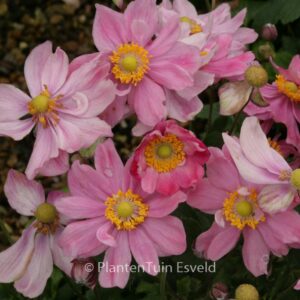 Anemone hupehensis 'Pretty Lady Emily'