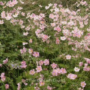 Anemone hupehensis 'September Charm'