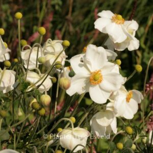 Anemone hybrida 'Andrea Atkinson'