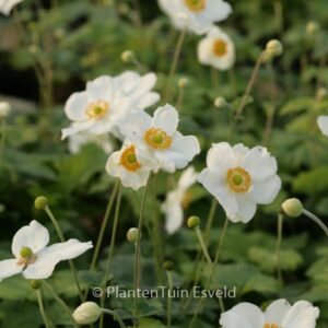 Anemone hybrida 'Coupe d'Argent'