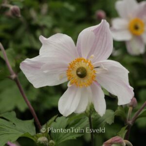 Anemone hybrida 'Dainty Swan'