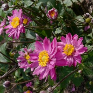 Anemone hybrida 'Giselle'