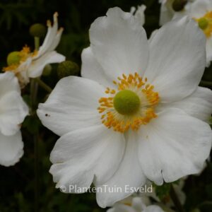 Anemone hybrida 'Honorine Jobert'