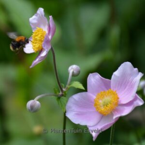 Anemone hybrida 'Koenigin Charlotte'
