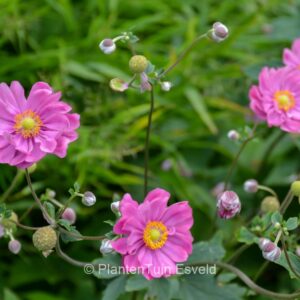 Anemone hybrida 'Margarete'