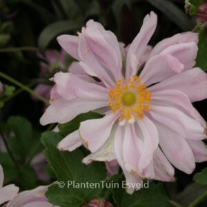 Anemone hybrida 'Mont-rose'