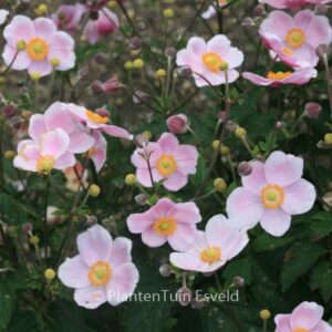 Anemone hybrida 'Ouverture'