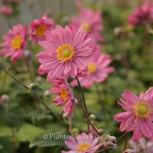 Anemone hybrida 'Pamina'