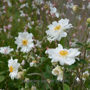 Anemone hybrida 'Whirlwind'