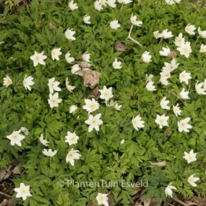 Anemone nemorosa 'Hilda'