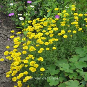 Anthemis hybrida 'Kelwayi'
