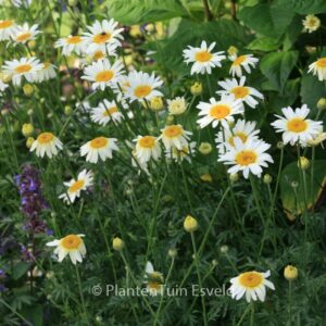 Anthemis hybrida 'Sauce Hollandaise'
