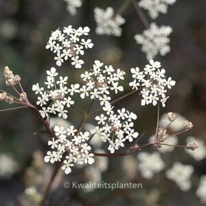 Anthriscus sylvestris 'Ravenswing'