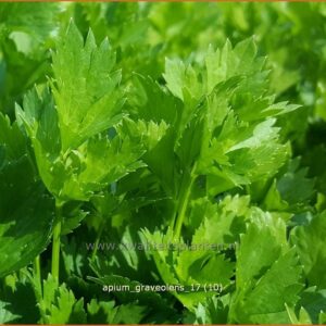 Apium graveolens