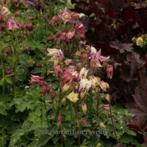 Aquilegia 'Biedermeier'