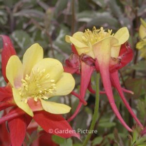 Aquilegia 'Crimson Star'