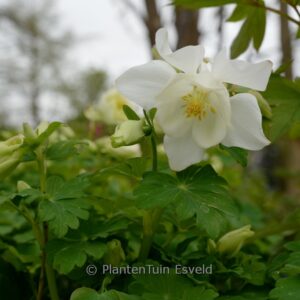 Aquilegia 'Spring Magic White'