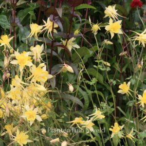 Aquilegia chrysantha 'Yellow Queen'