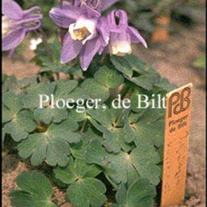 Aquilegia flabellata 'Ministar'