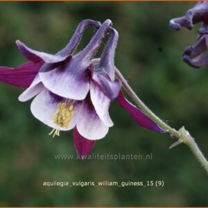 Aquilegia vulgaris 'William Guiness'