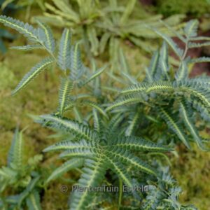 Arachnoides aristata 'Variegata'