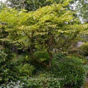 Aralia elata 'Aureovariegata'