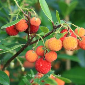 Arbutus unedo 'Elfin King'
