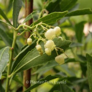 Arbutus unedo 'Quercifolia'