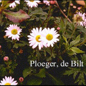 Arctanthemum arcticum 'Roseum'