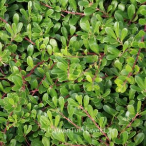 Arctostaphylos uva-ursi 'Massachusetts'
