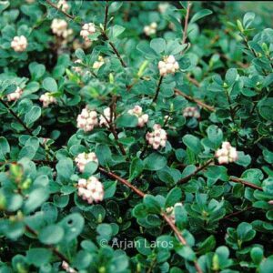 Arctostaphylos uva-ursi 'Snow Cap'