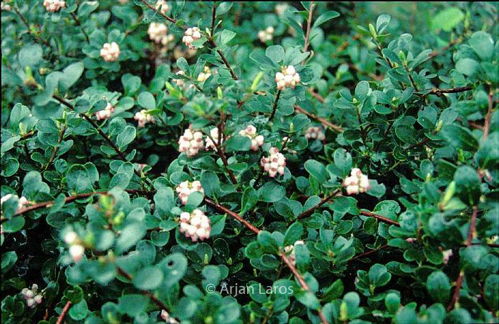 Arctostaphylos uva-ursi 'Snow Cap'