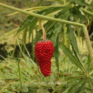 Arisaema consanguineum