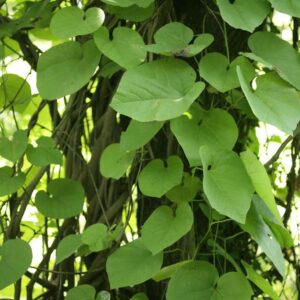 Aristolochia macrophylla