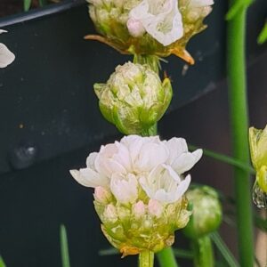 Armeria maritima 'Alba'