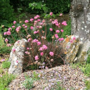 Armeria maritima 'Rubrifolia'