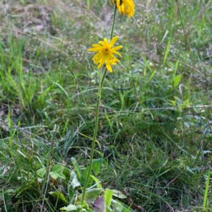 Arnica montana